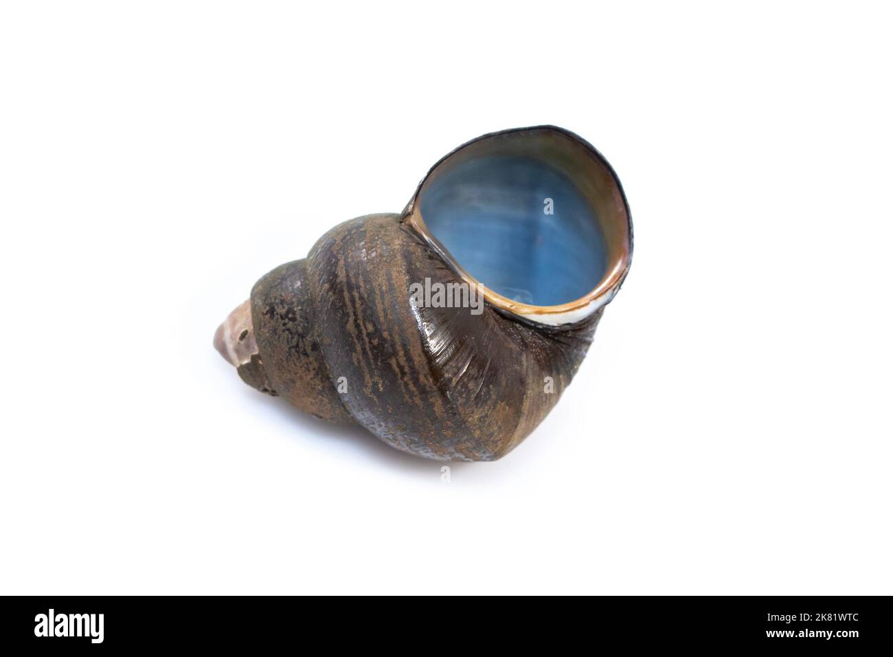 Image of river snail (Filopaludina martensi) isolated on white background. Animal. Stock Photo