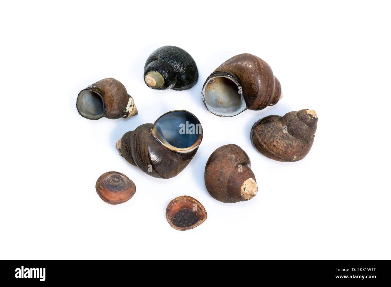 Group of river snail (Filopaludina martensi) isolated on white background. Animal. Stock Photo