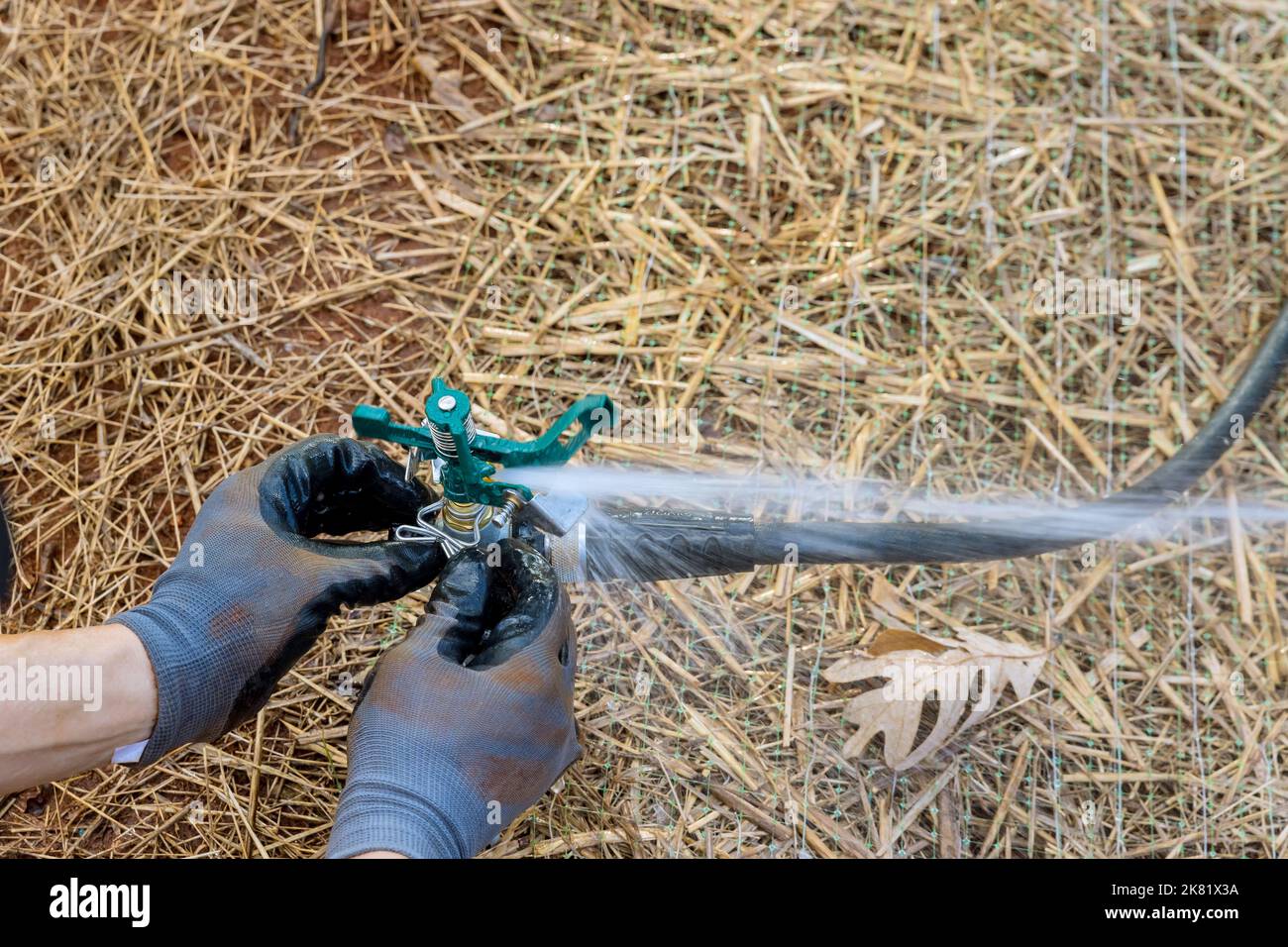 Gardening landscaping by professional technician installing lawn sprinklers watering yard near