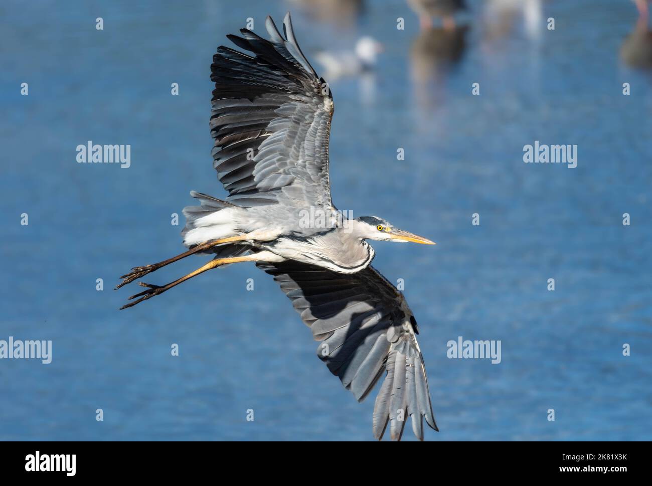 Big wading birds hi-res stock photography and images - Alamy