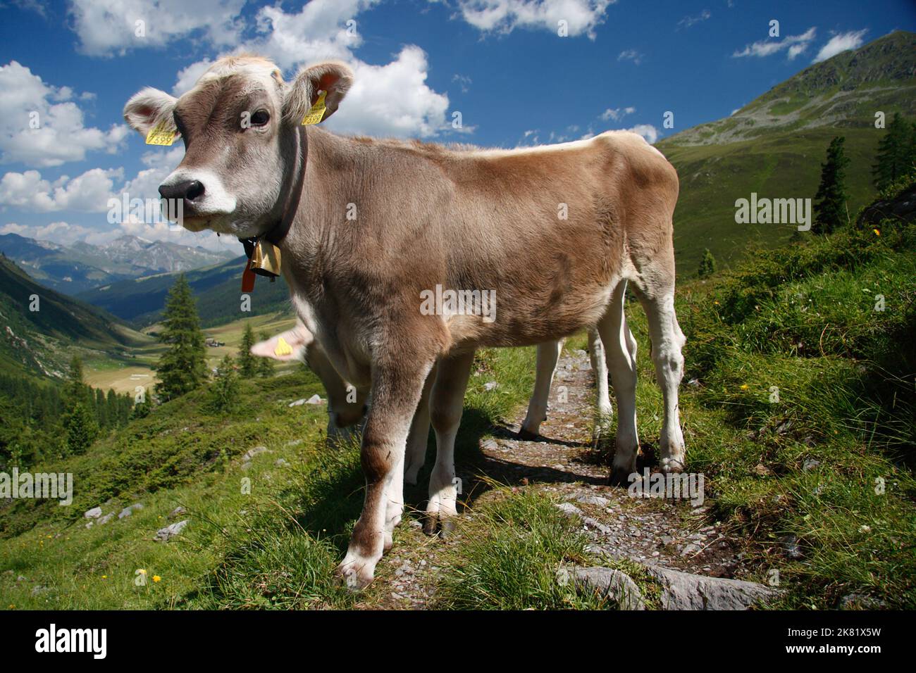 brown swiss cow on mountain pasture in Switzerland Stock Photo