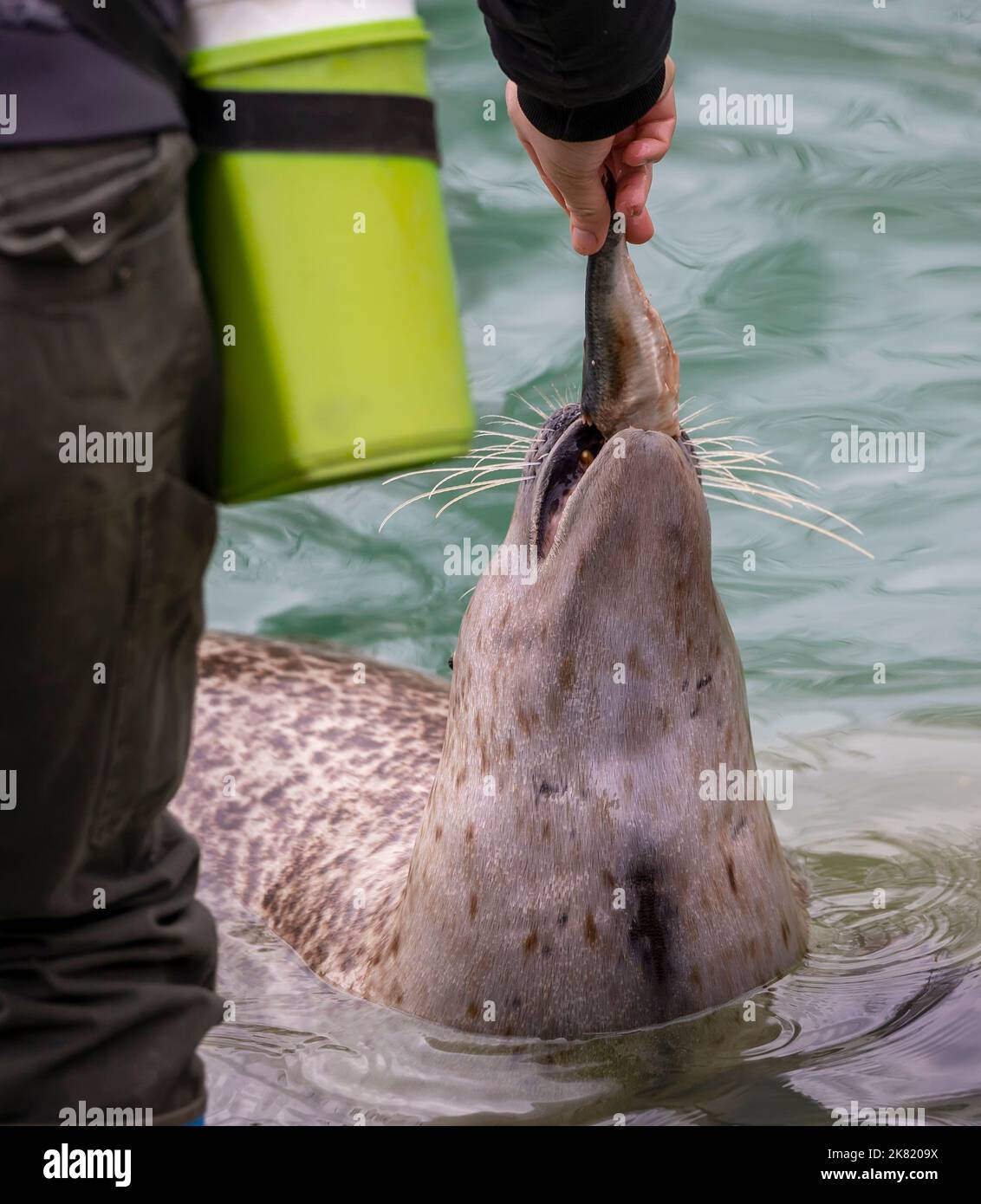 Feeding seal with fish in zoo Stock Photo Alamy
