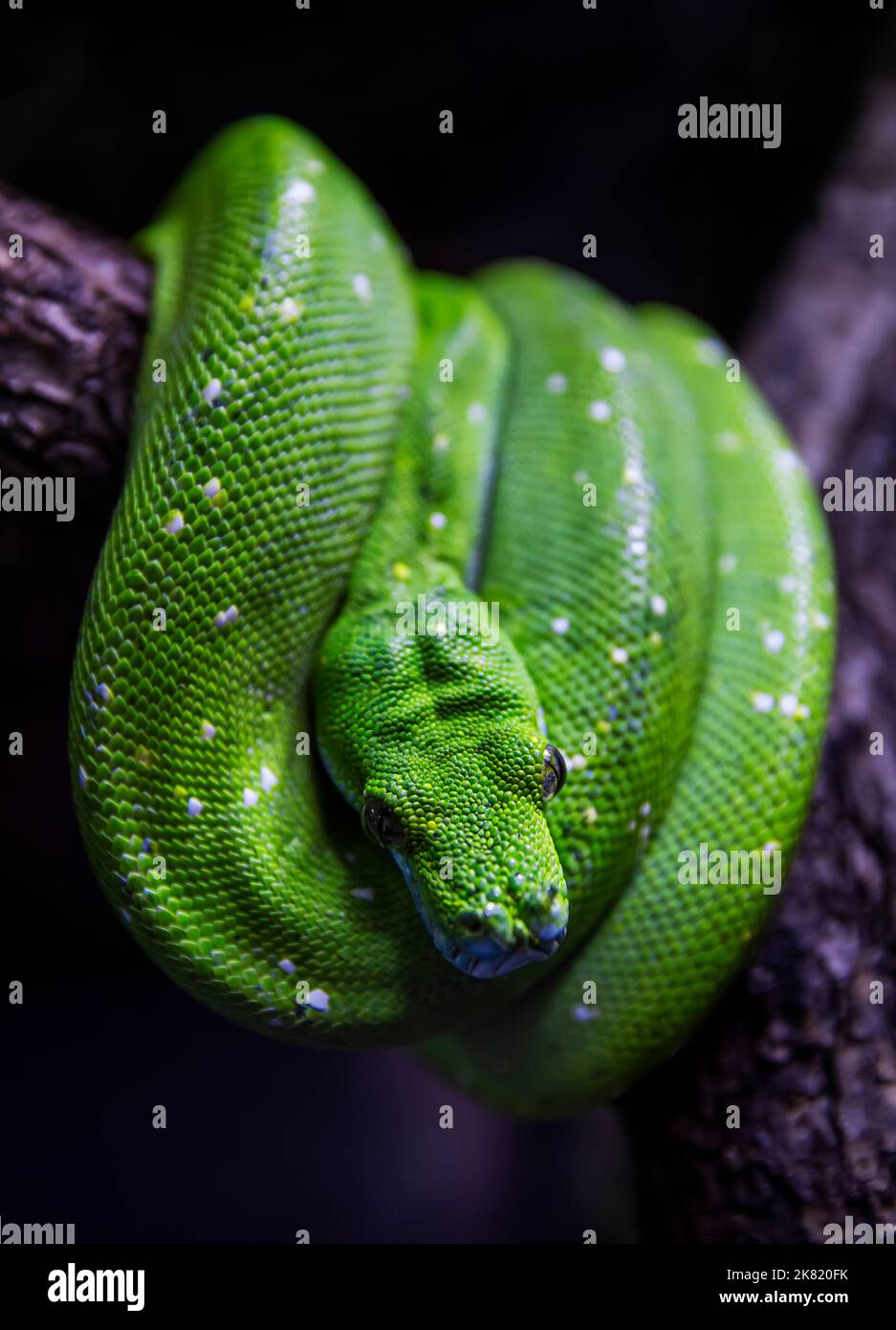 Green python, morelia viridis on tree in terrarium Stock Photo