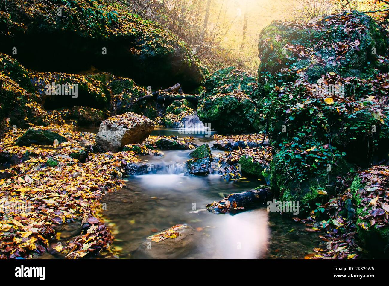 Beautiful scenery of forest hi-res stock photography and images - Alamy