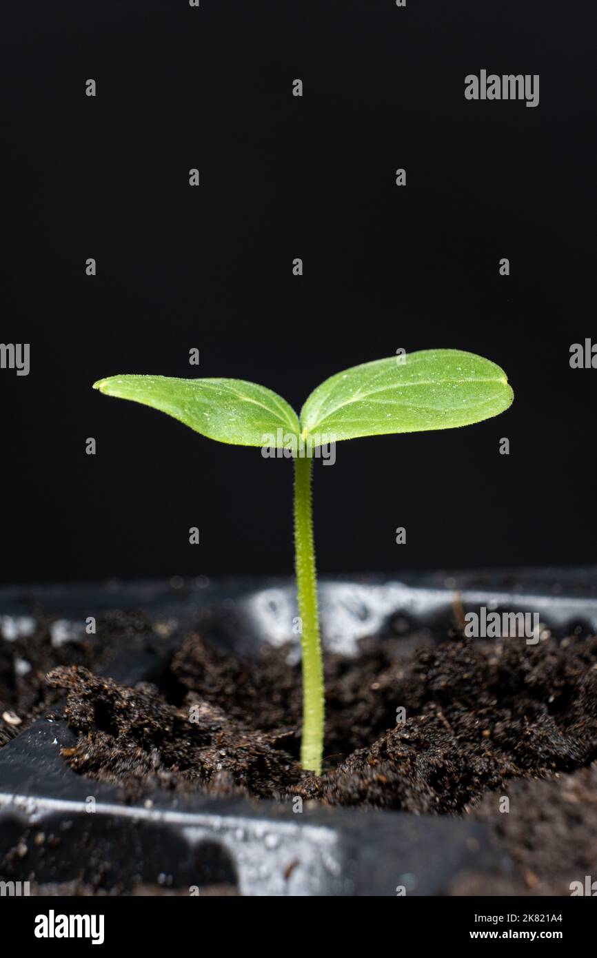 Growing cucumbers from seeds. Step 4 First Sprout Stock Photo Alamy