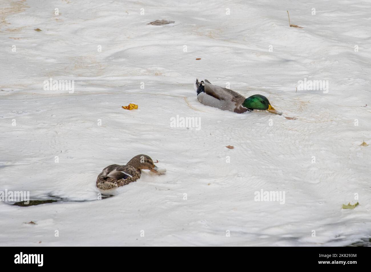 Male mallard duck (Anas platyrhynchos) swimming through and feeding in naturally occurring river foam caused by dissolved organic matter acting as a s Stock Photo