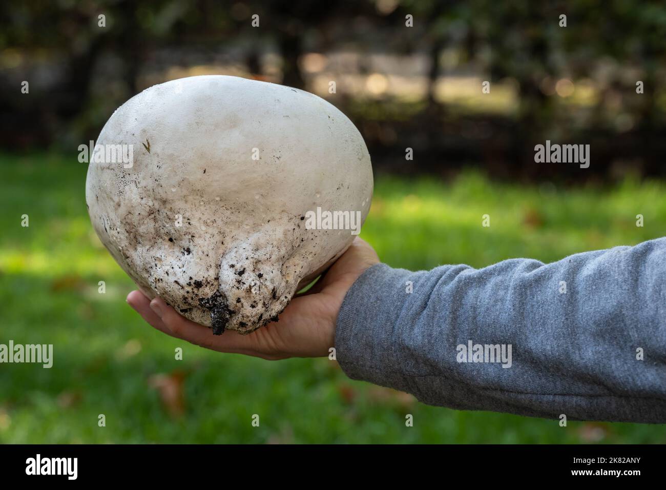 Calvatia gigantea, commonly known as the giant puffball mushroom displayed in hand, selective focus Stock Photo
