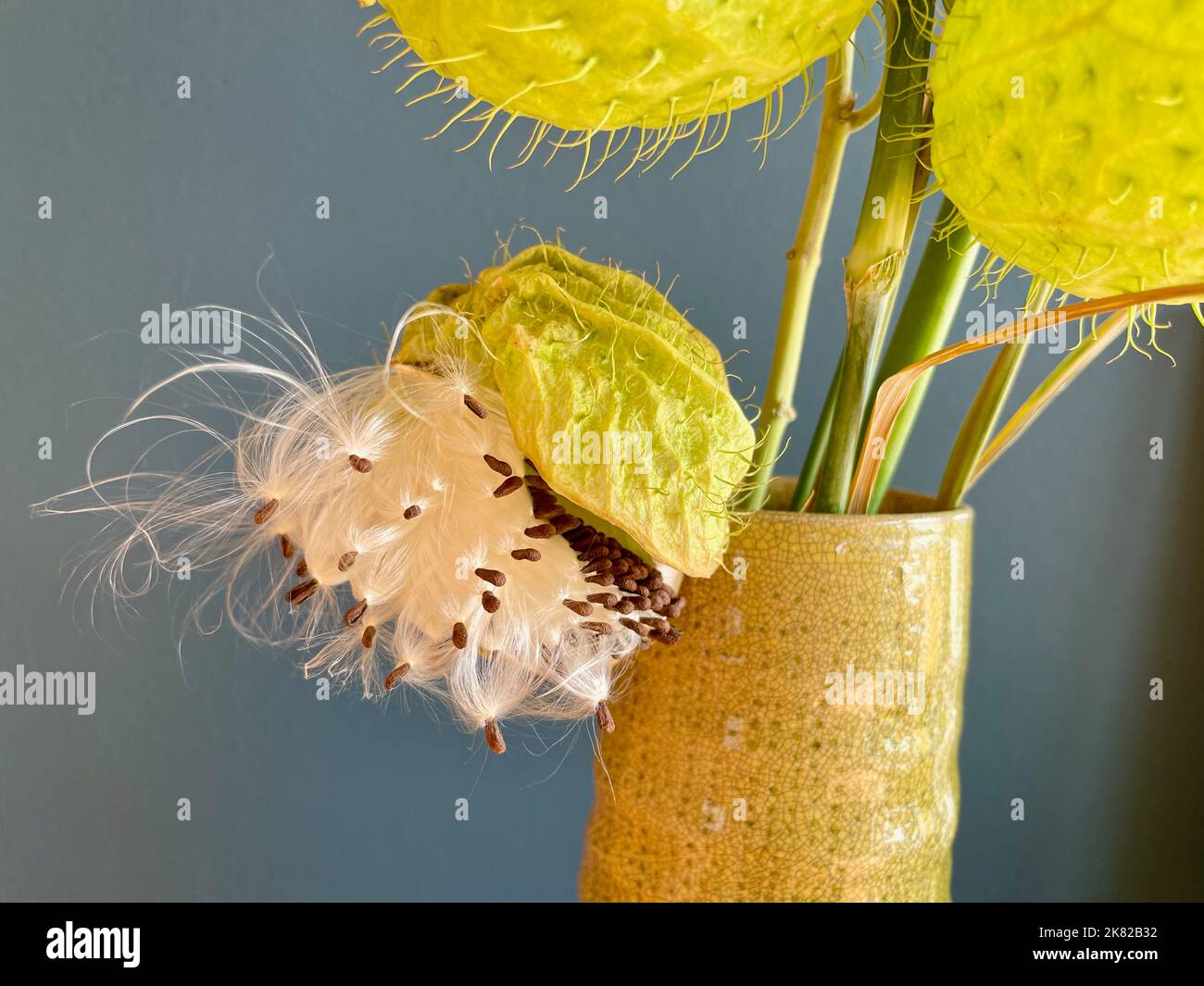 Close up of opened seed pot of Swan plant, African milkweed, ballon plant in green ceramic vase against petrol blue wall. High quality photo Stock Photo