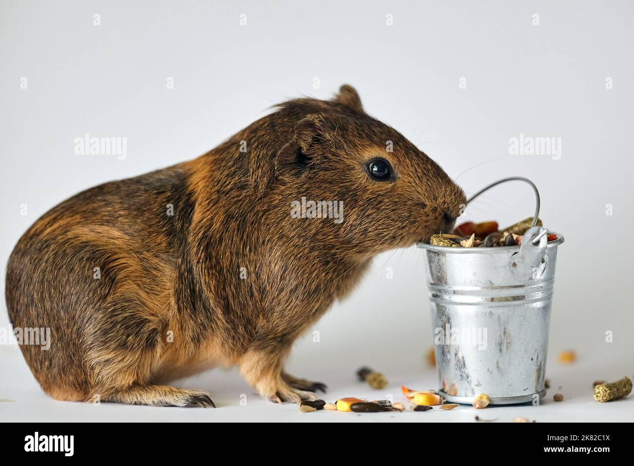 Cute little brown guinea pig nibbles pet food on white background