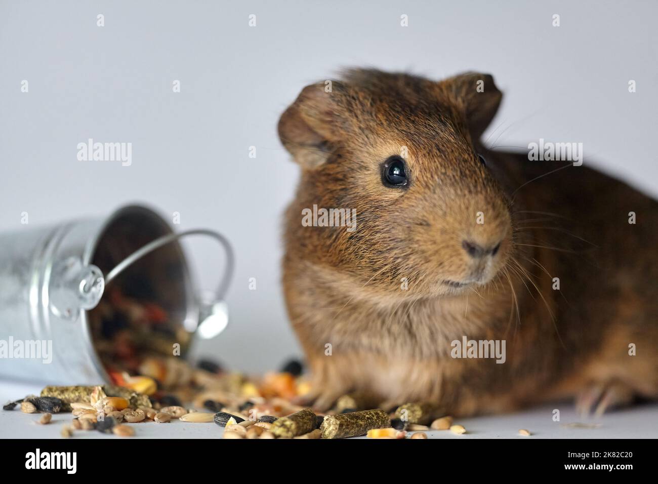 Cute little brown guinea pig nibbles pet food on white background