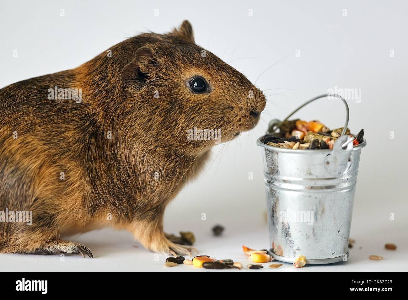 Cute little brown guinea pig nibbles pet food on white background
