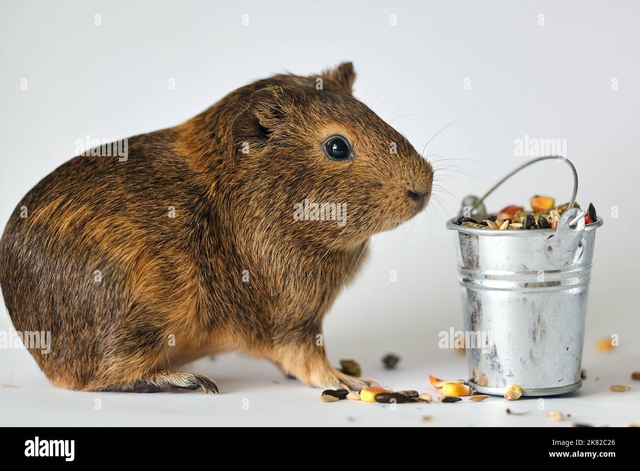 Cute little brown guinea pig nibbles pet food on white background