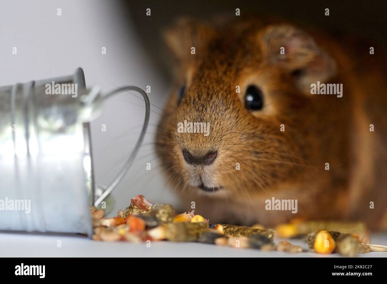 Cute little brown guinea pig nibbles pet food on white background