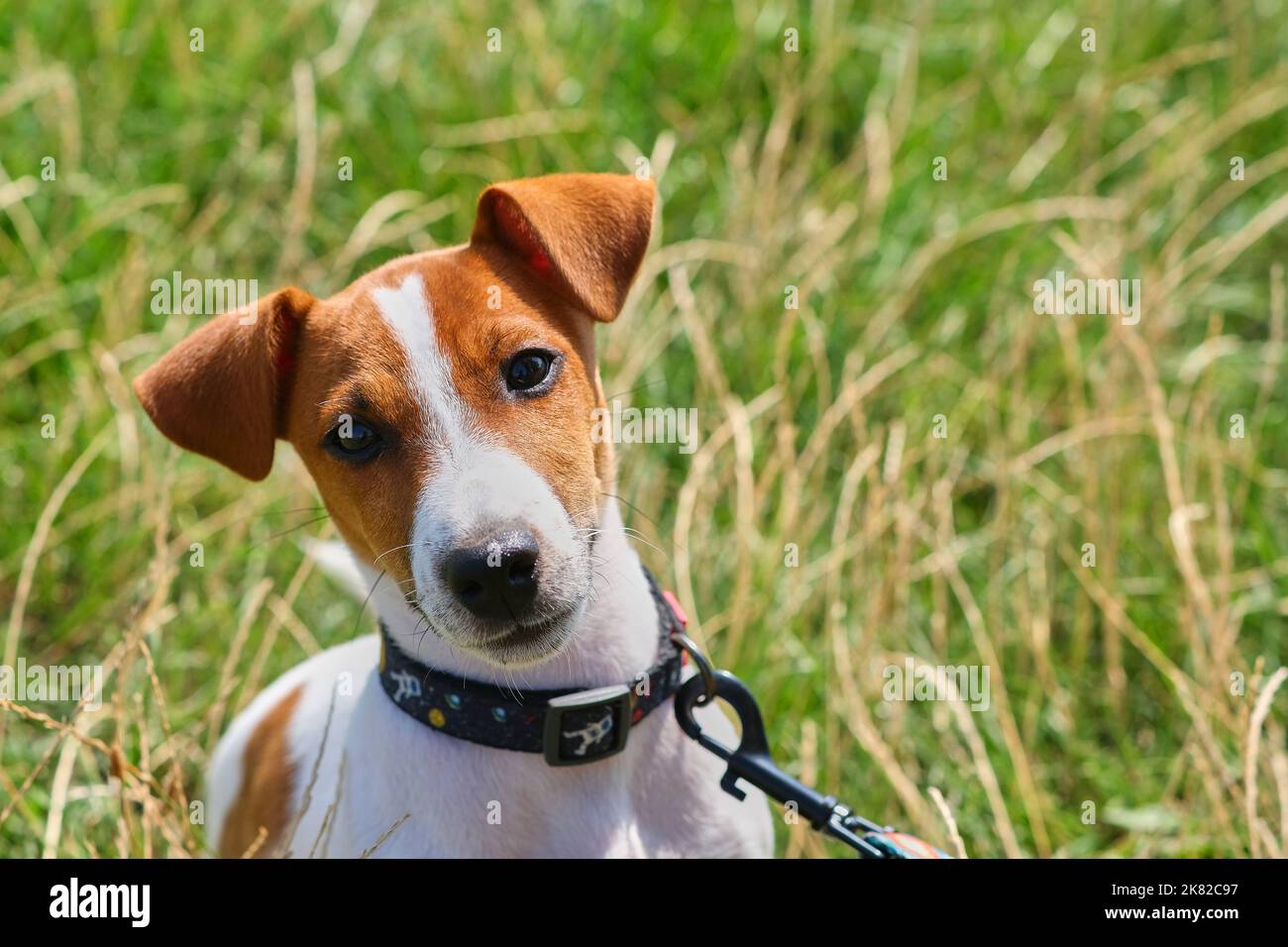Jack russell terrier with collar hi res stock photography and
