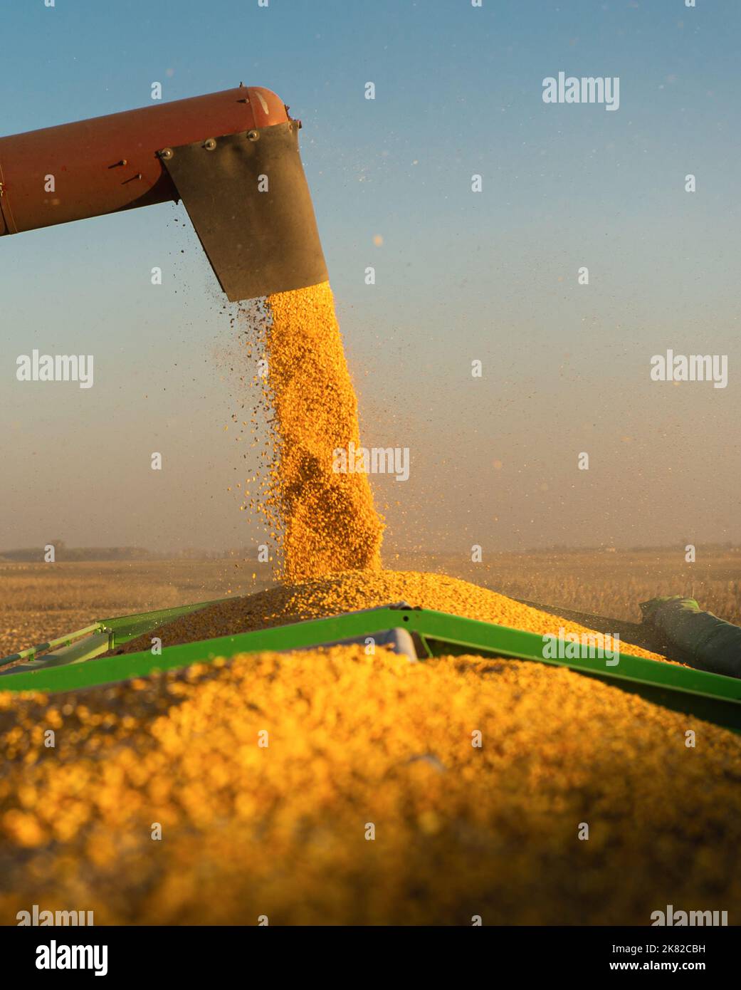 Grain auger of combine pouring corn into tractor trailer Stock Photo