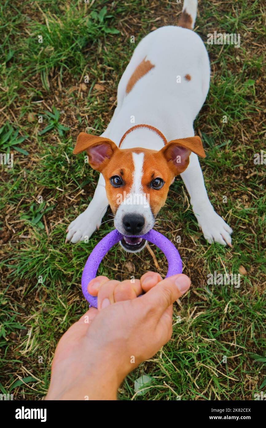 Funny puppy dog jack russell terrier holding purple puller ring toy