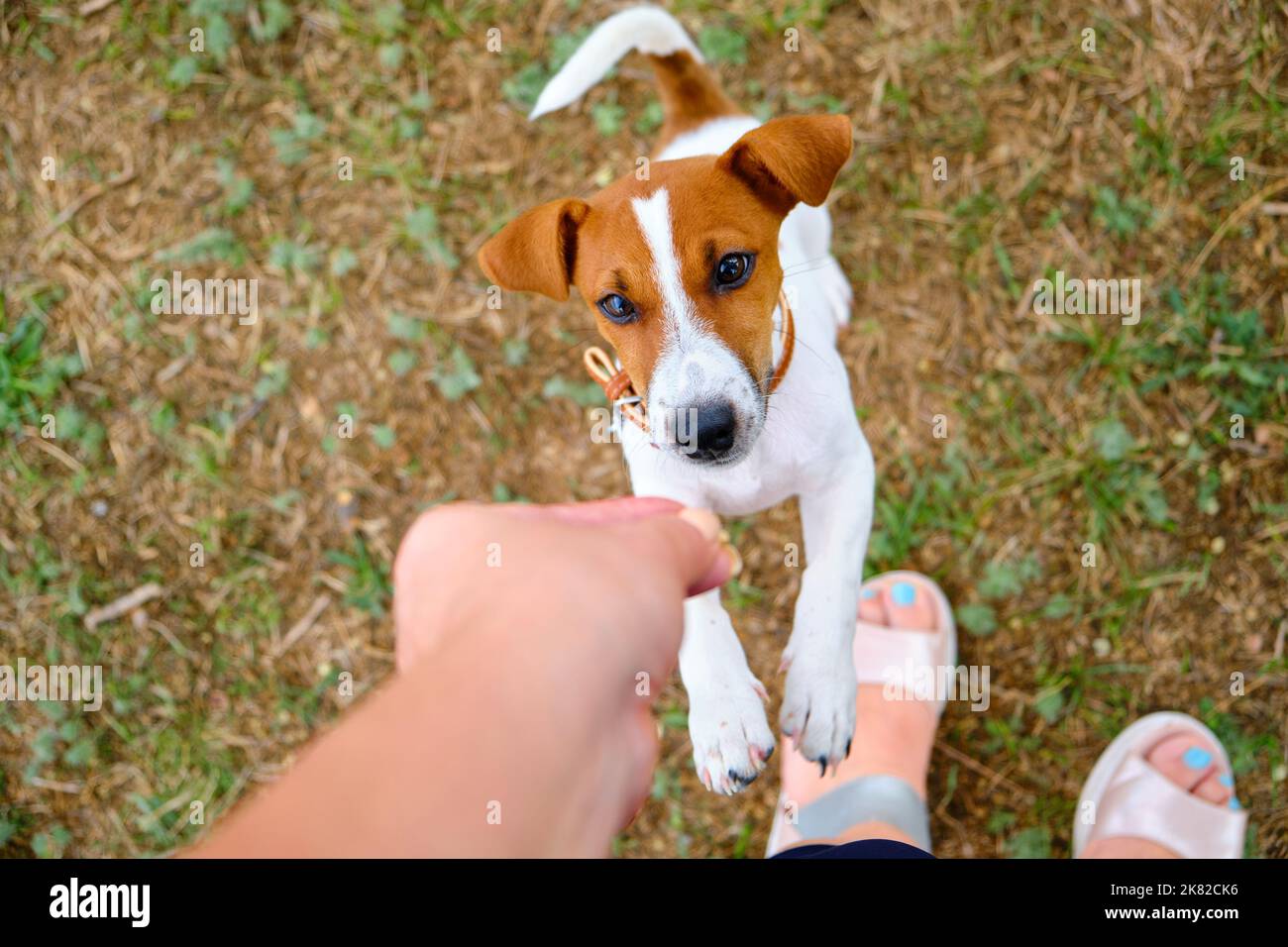 cute small dog asking for food or treats standing on two legs Stock