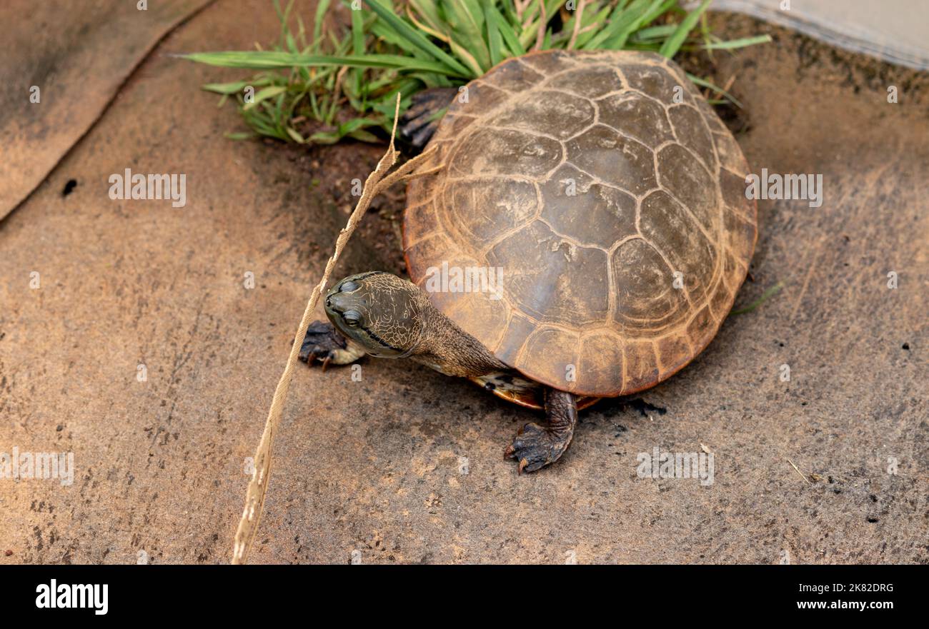 Photograph of a beautiful turtle. Stock Photo