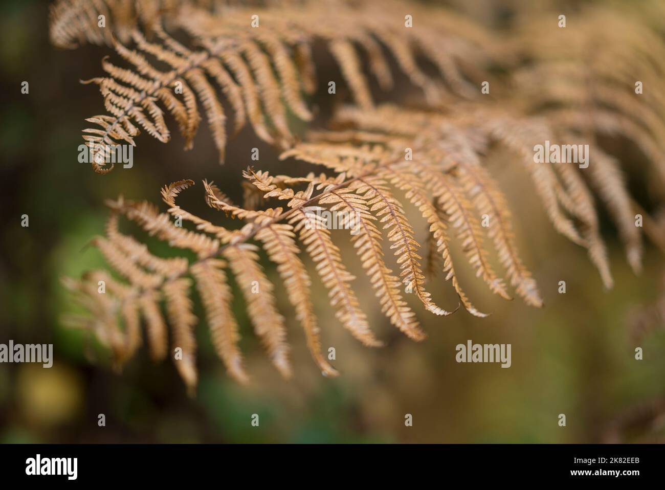 Bracken Fern Pteridium Aquilinum Hi res Stock Photography And Images Bracken Fern Pteridium Aquilinum Hi res Stock Photography And Images