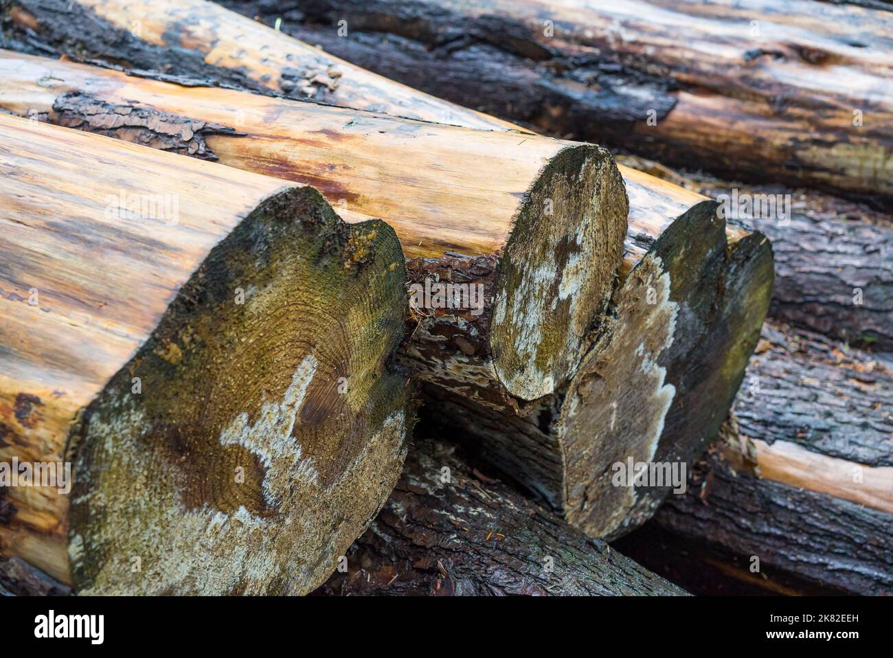 UK logging industry close up of wet logs, cut and stacked outdoors in