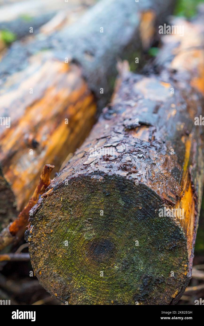 UK logging industry close up of wet logs, cut and stacked outdoors in