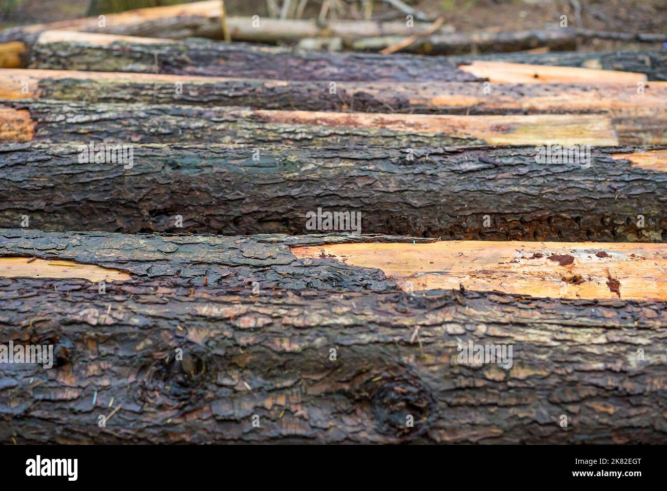 UK logging industry close up of wet logs, cut and stacked outdoors in