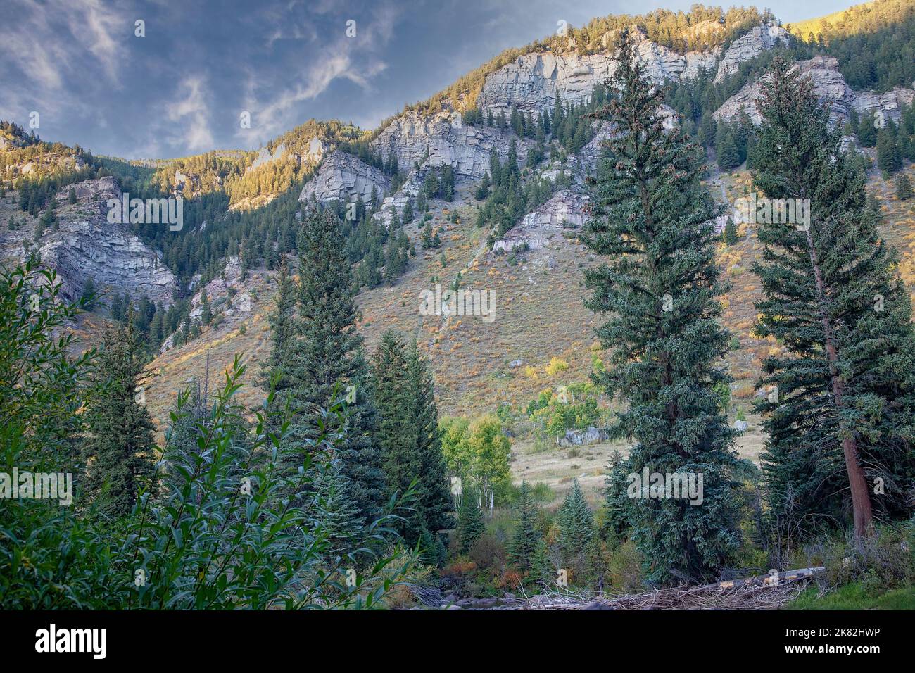 Golden Aspen colors in the rural mountain ranges of Colorado Stock Photo