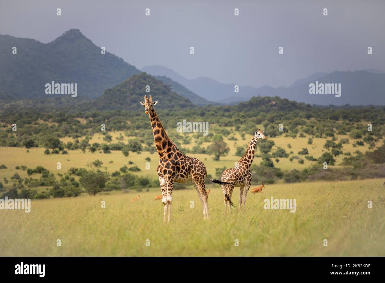 Uganda, East Africa Stock Photo - Alamy