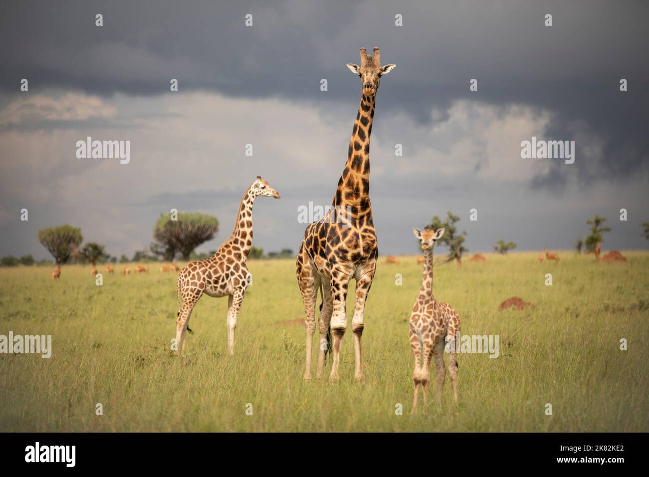 Uganda, East Africa Stock Photo - Alamy