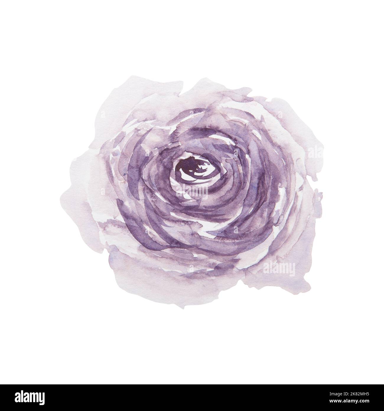 Watercolor hand drawn vintage pink rose isolated on white background ...