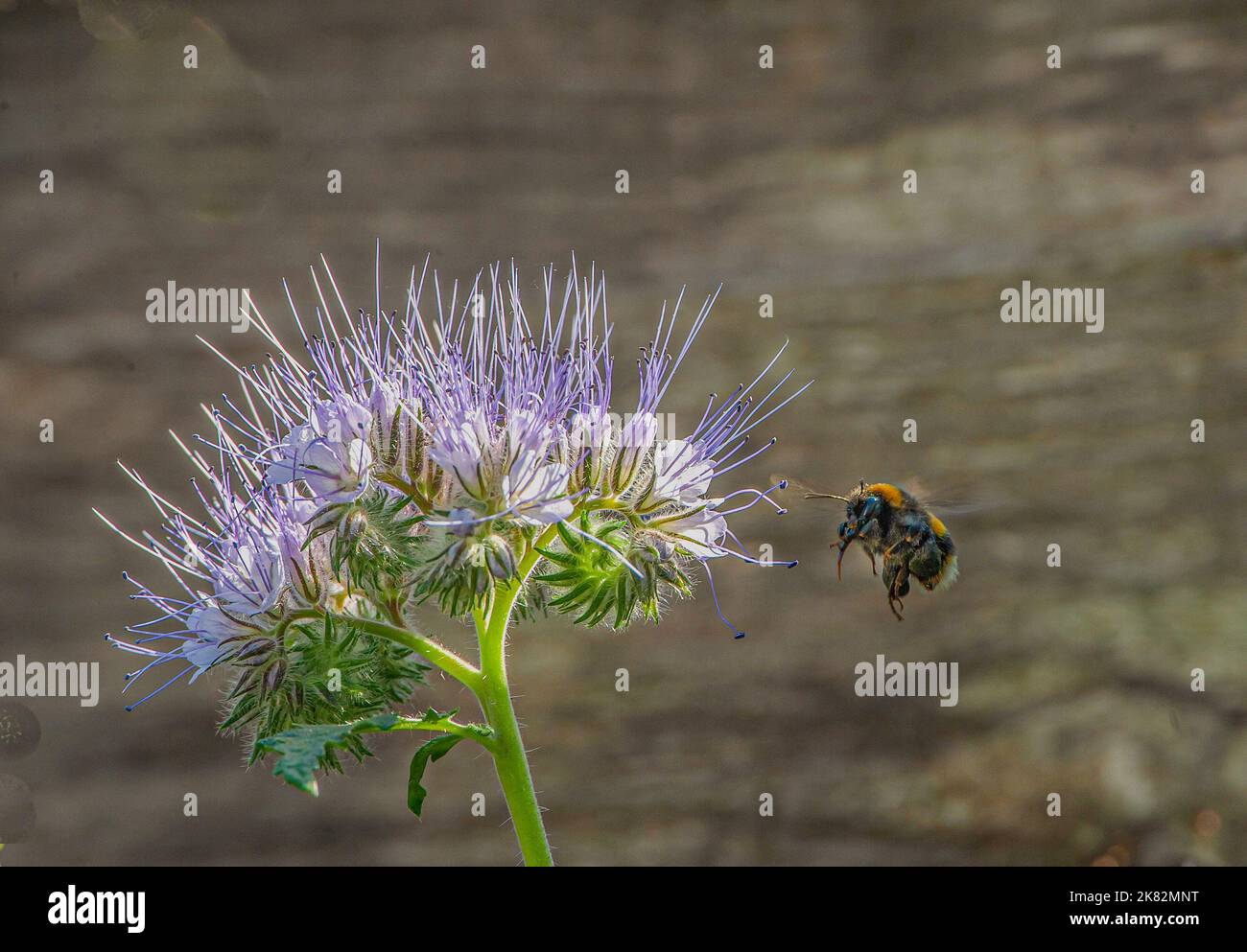 Close up shot flying queen hi-res stock photography and images - Alamy