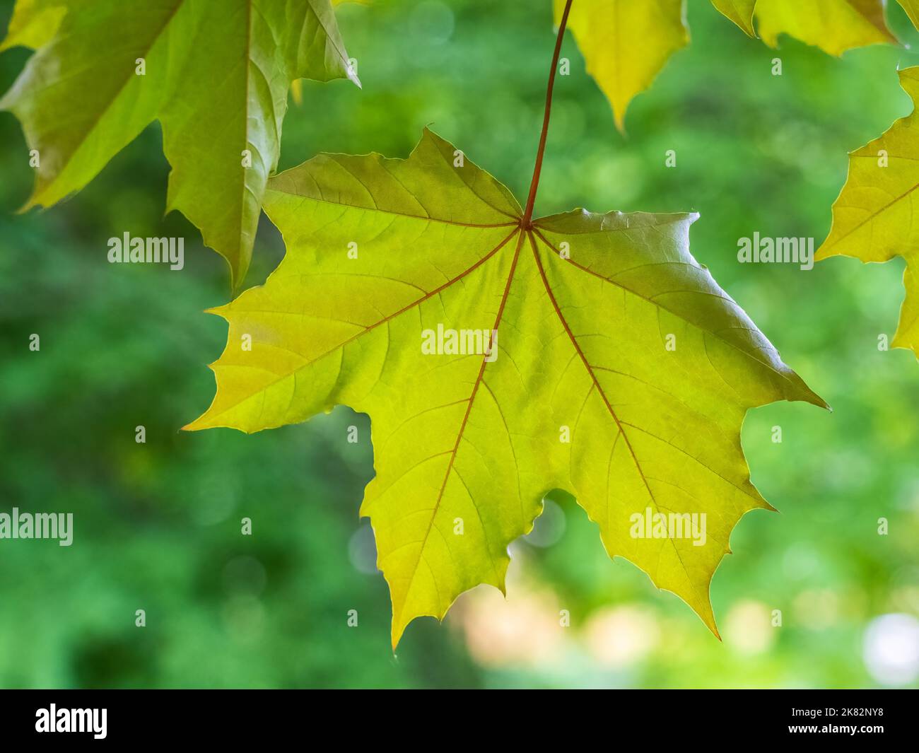Spring Maple Tree Branch Spring branches of maple tree with fresh green leaves. Spring ...