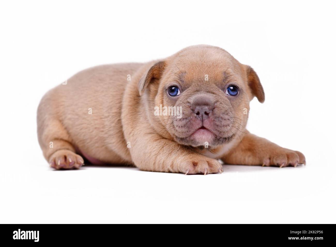 Cute cream lilac fawn colored 3 weeks old French Bulldog dog puppy with blue eyes on white background Stock Photo