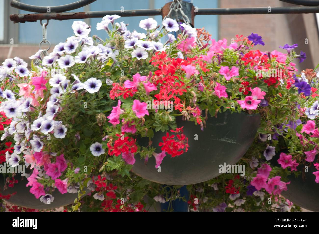 Hanging basket flower london hi-res stock photography and images - Alamy