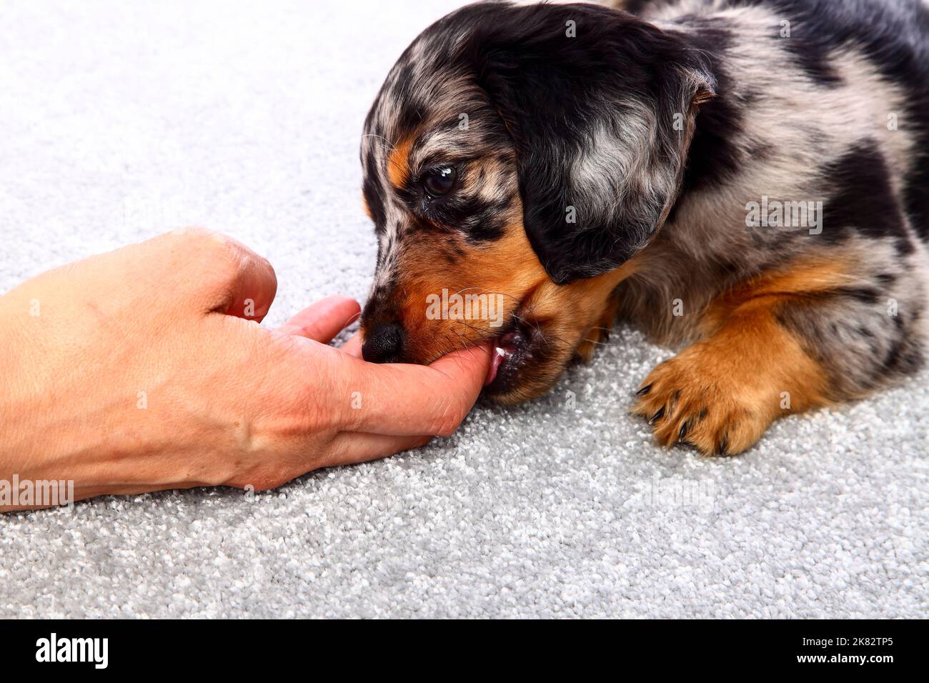 Cute puppy Dachshund laid on a grey carpet chewing the fingers of a woman's hand teething concept Stock Photo