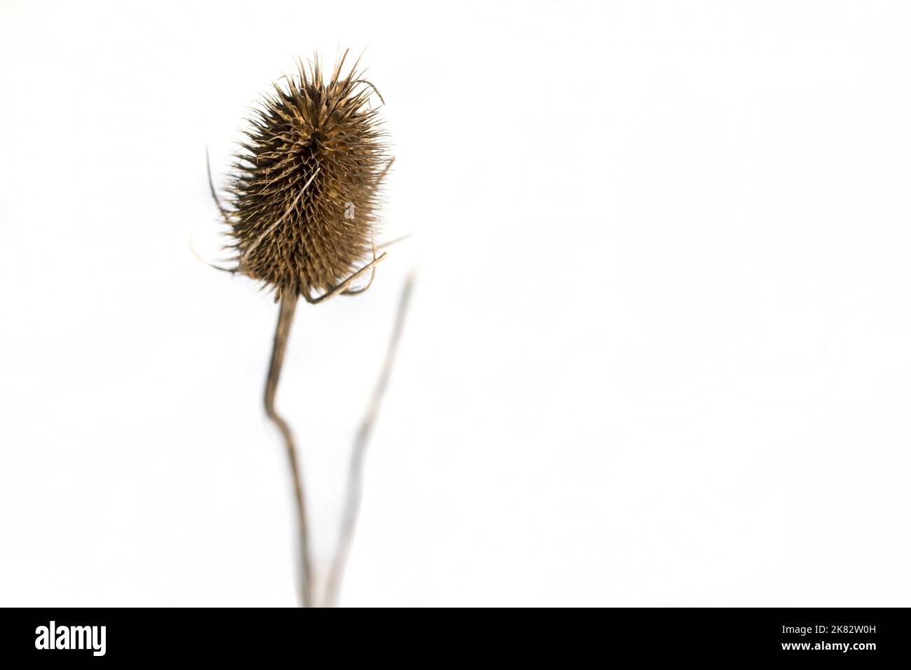 Closeup of a thistle on a white background. Abstract flower. Nature, plant. Stock Photo