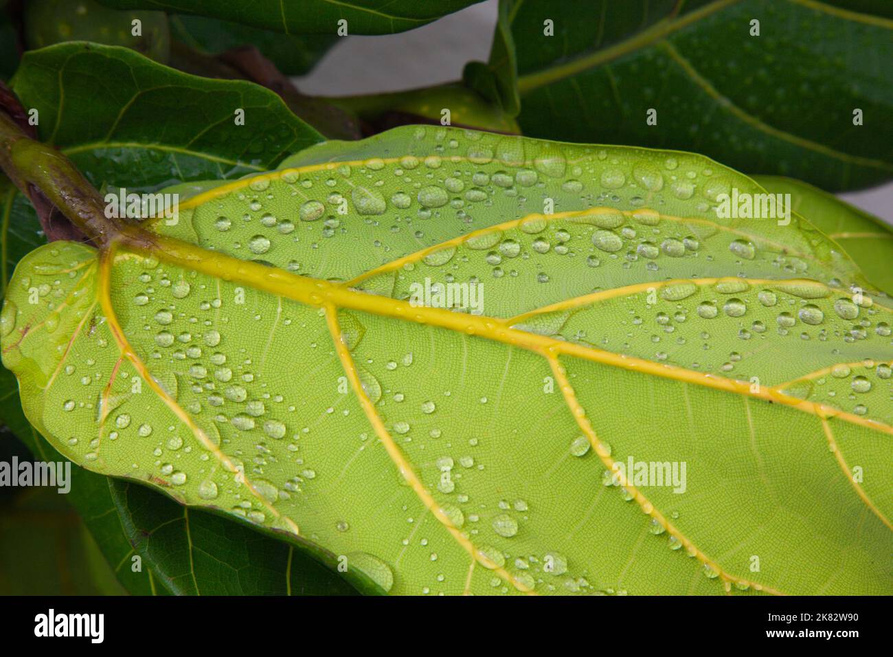 Portugal, Madeira, Camara de Lobos, raindrops on a leaf, Stock Photo