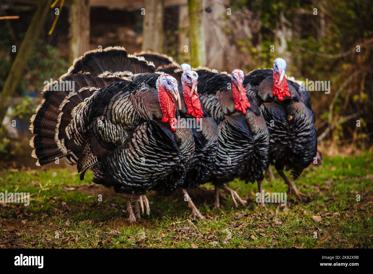 Free range bronze turkeys on a farm in Yorkshire, England, UK Stock