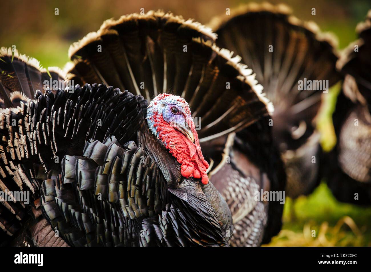 Free range bronze turkeys on a farm in Yorkshire, England, UK Stock