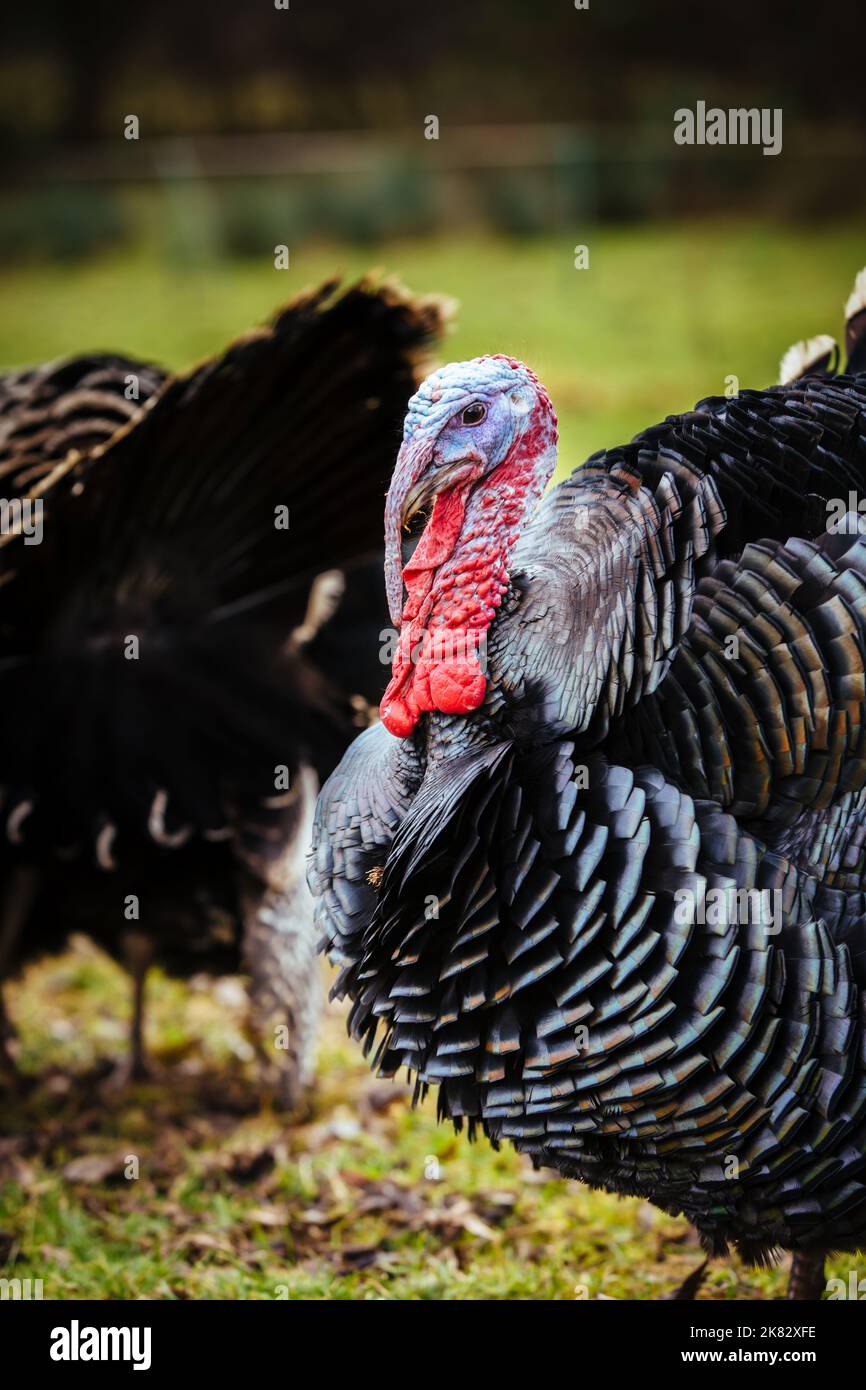 Free range bronze turkeys on a farm in Yorkshire, England, UK Stock