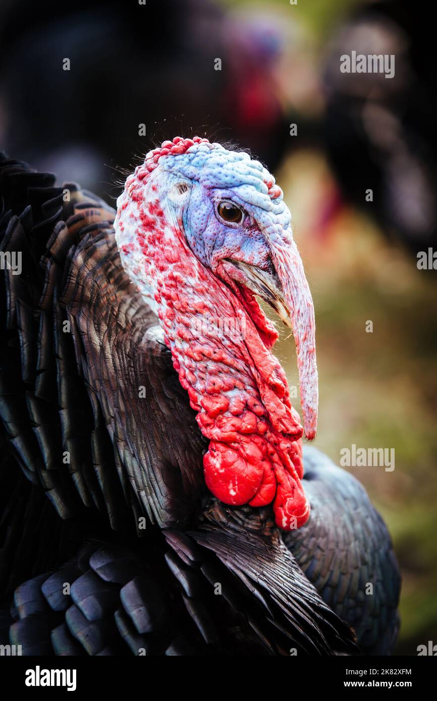 Free range bronze turkeys on a farm in Yorkshire, England, UK Stock