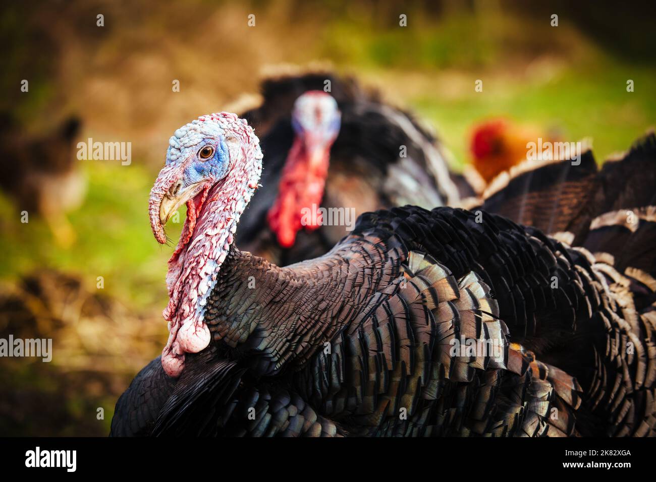 Free range bronze turkeys on a farm in Yorkshire, England, UK Stock