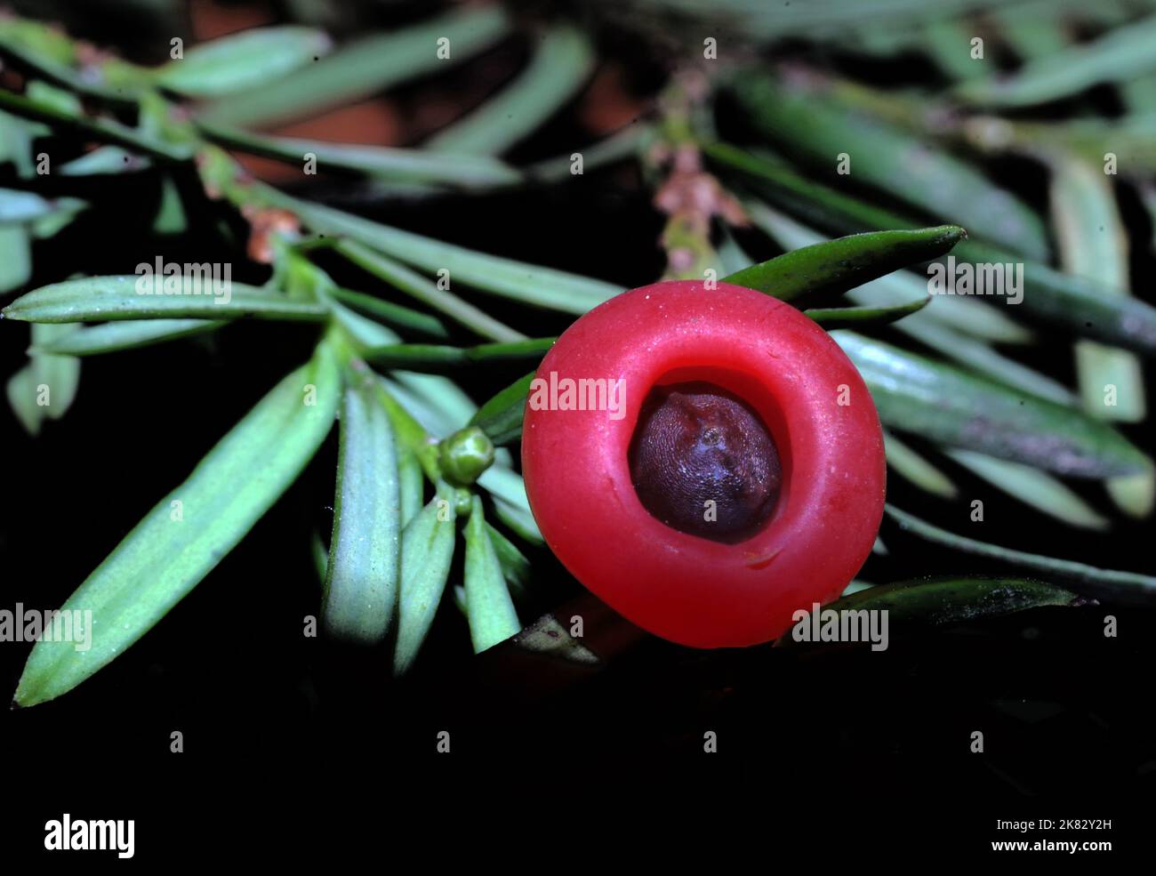 Yew tree with (taxus baccata) berries in Sardinian garden Stock Photo