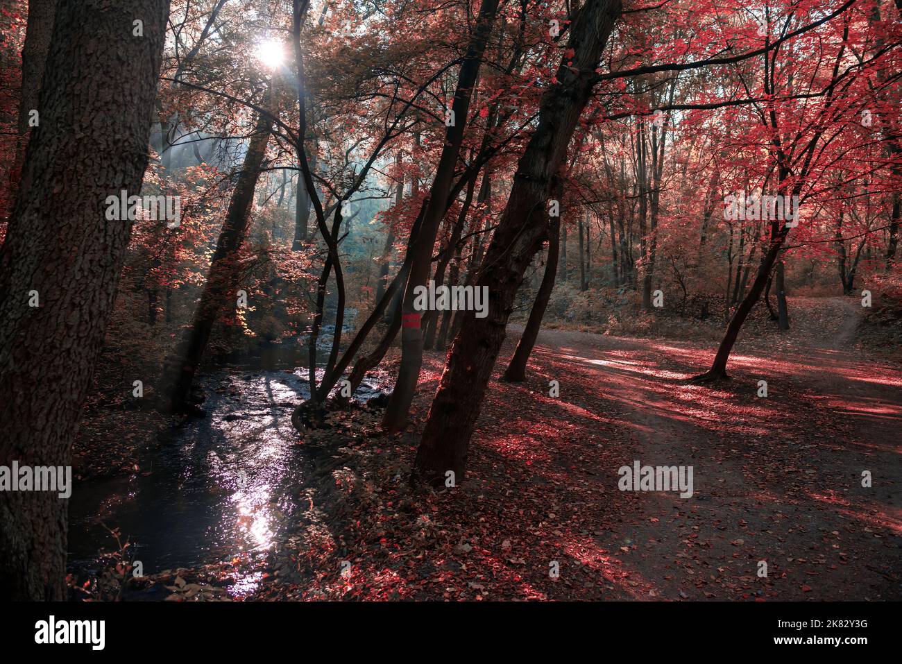 Beautiful forest photo with sun shining through leaves Stock Photo