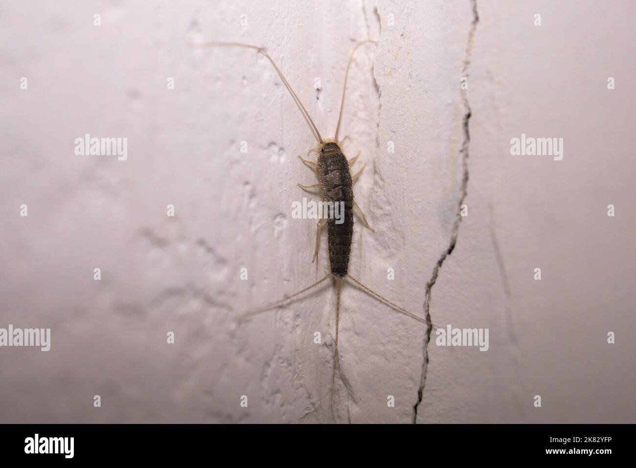 Closeup of a Silverfish insect at home. insect pest control. Stock Photo