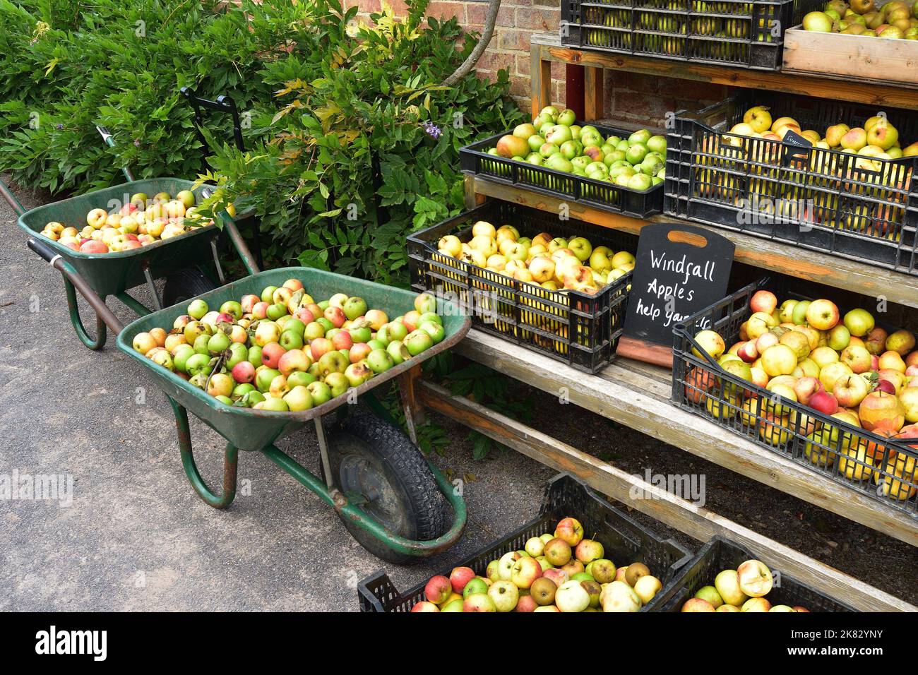 English windfall heritage apples picked in wheelbarrows displayed in