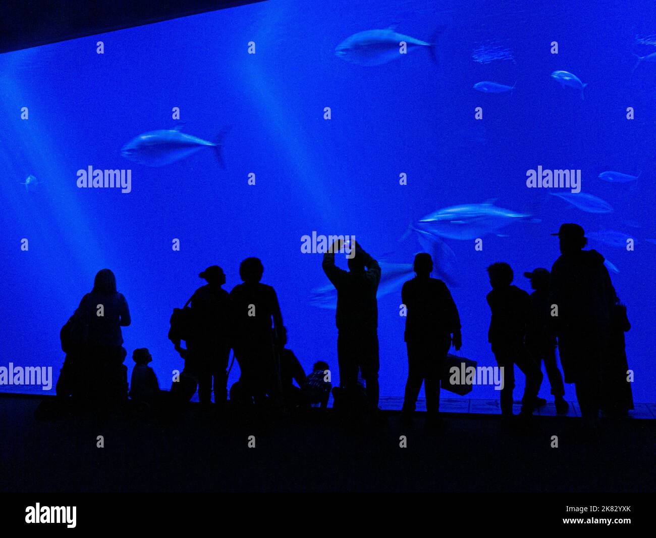 MONTEREY AQUARIUM TUNA Silhouette Visitors Monterey Aquarium watching