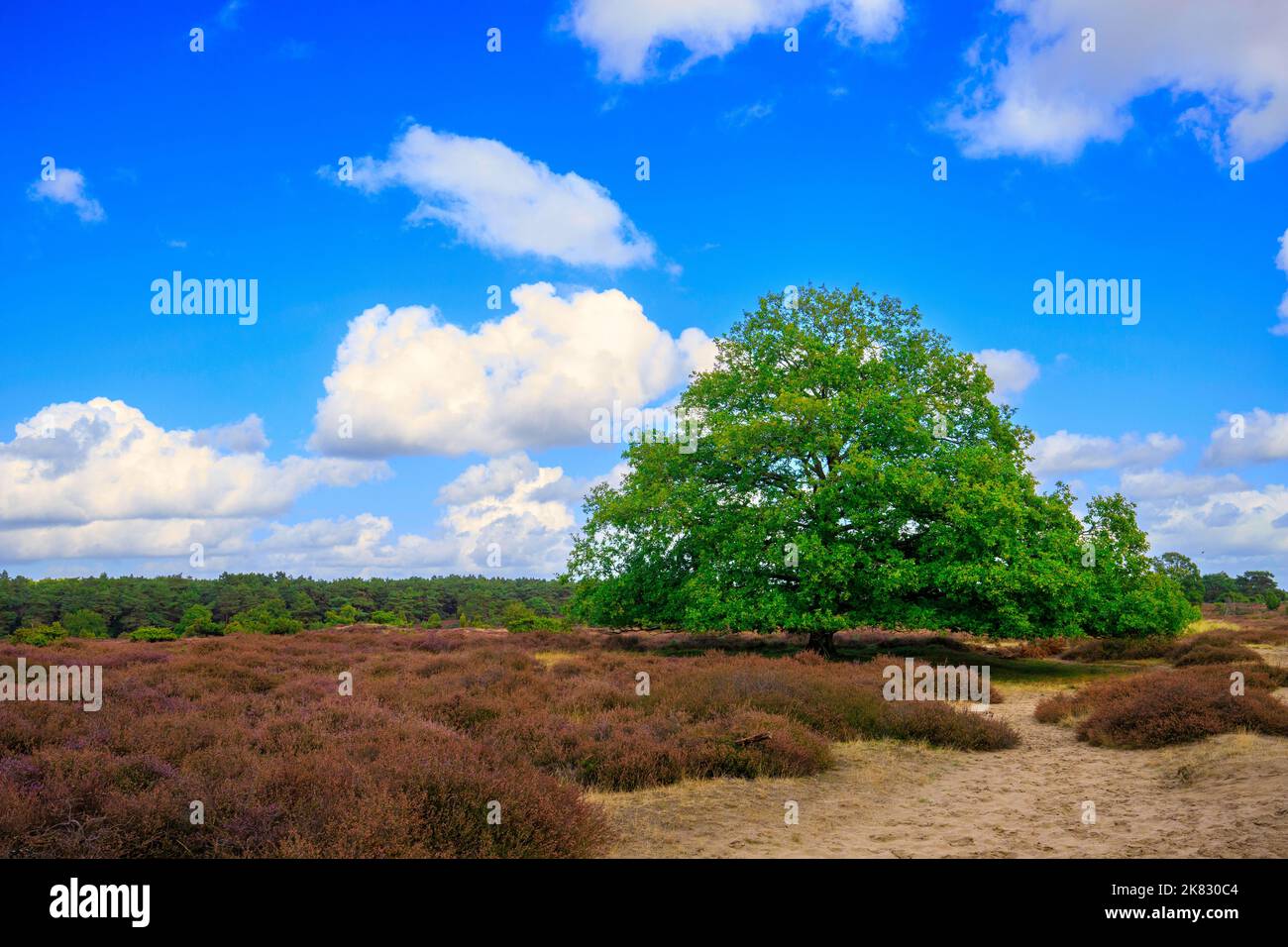Landscape with purple blooming heathland with solitary pedunculate oak, Quercus robur, on the Drouwenerzand in the Dutch province of Drenthe Stock Photo