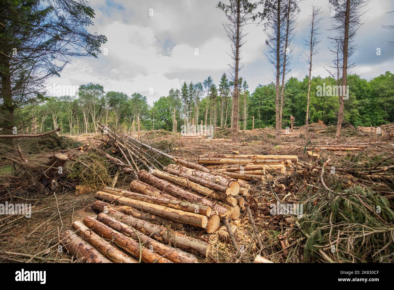 Overview of a spruce forest destroyed by winter storm Unice, causing deforestation with environmental damage on the Hoogveen estate with piled logs ne Stock Photo