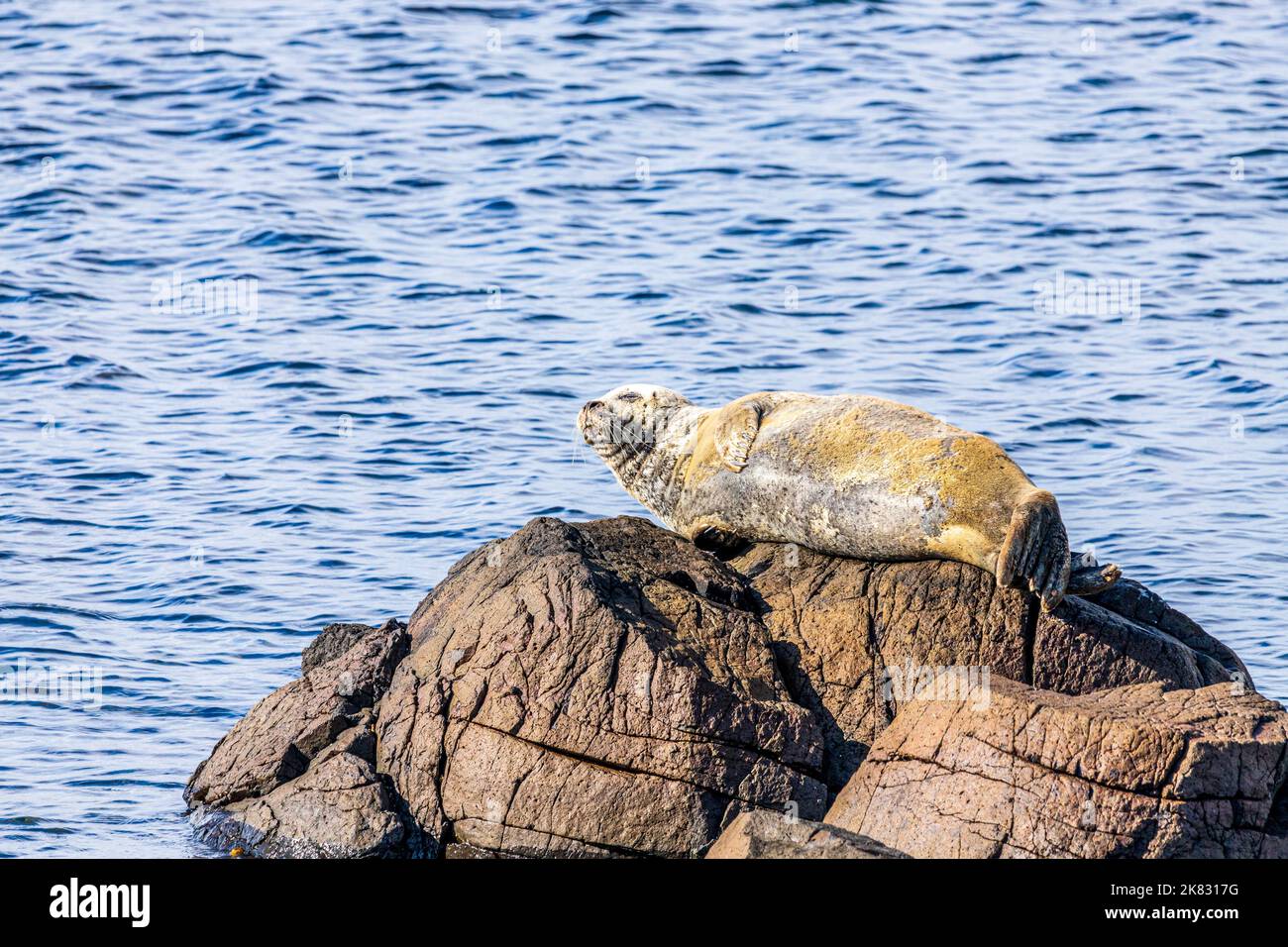 A seal hauled out on a rock at Machrihanish on the Kintyre Peninsula, Argyll & Bute, Scotland UK Stock Photo
